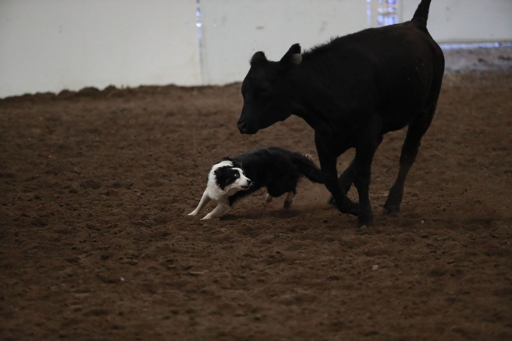 082819_StateFair0019_bjs.jpg